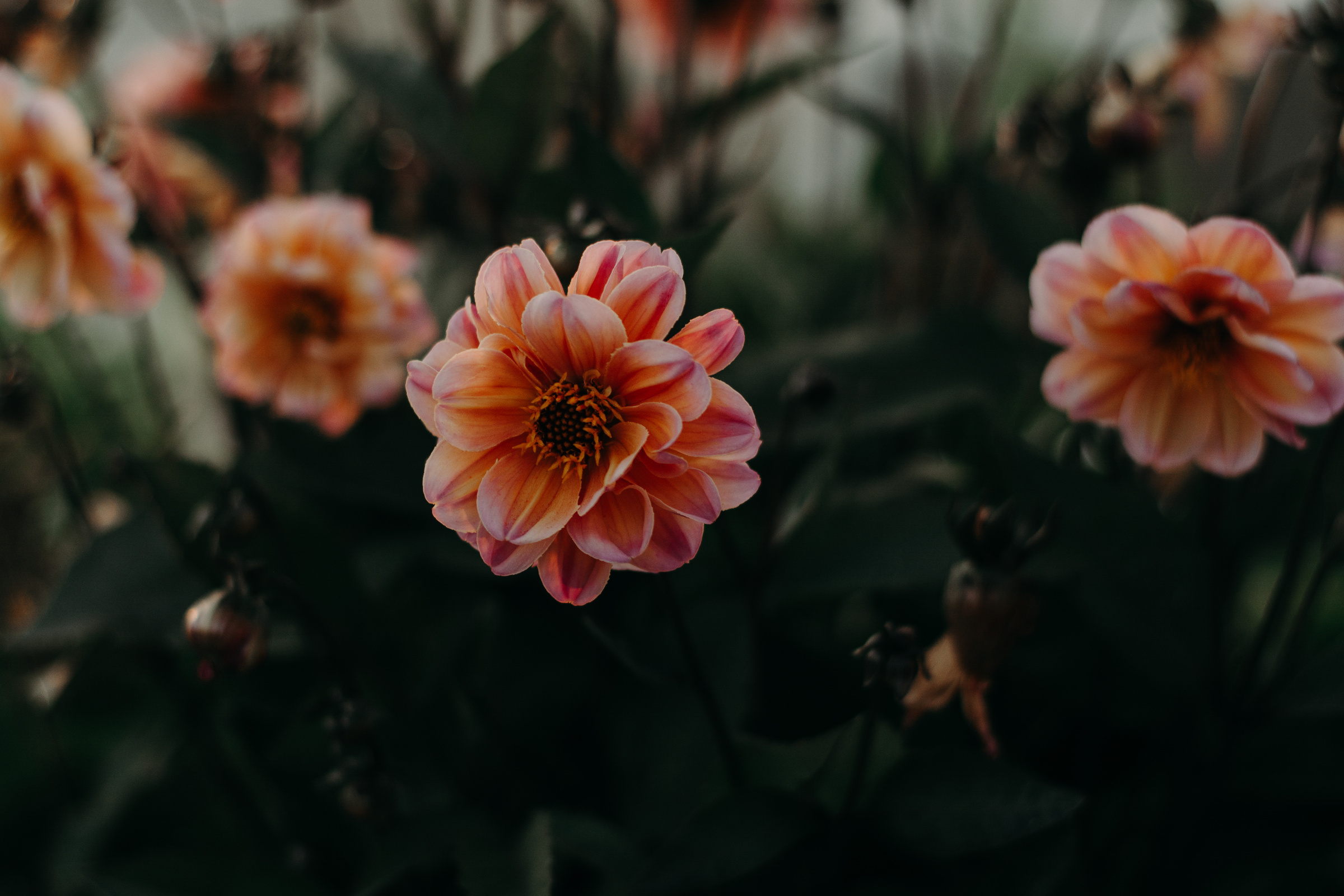 Orange Petaled Flower in Bloom